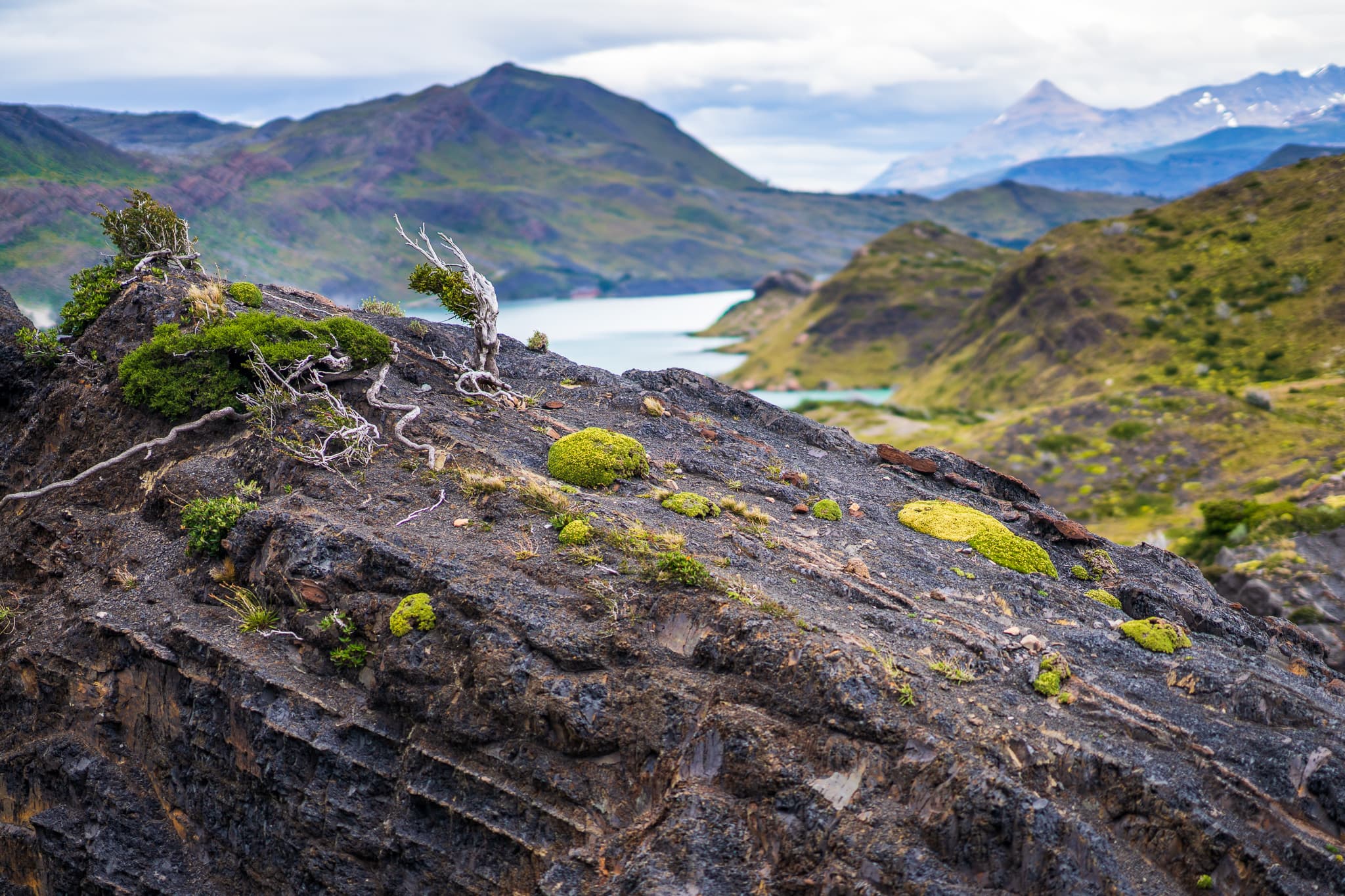 A tree growing in Patagonia